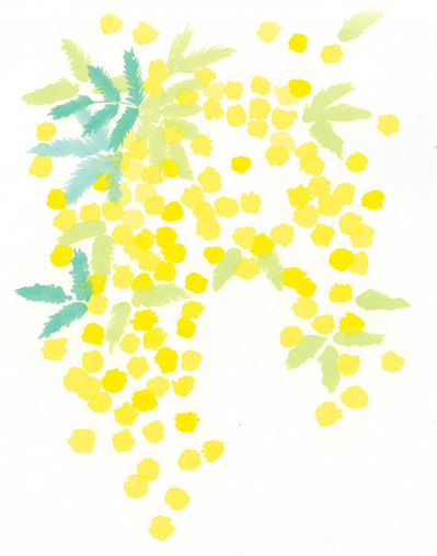 mimosa01.jpg