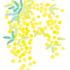 mimosa01.jpg